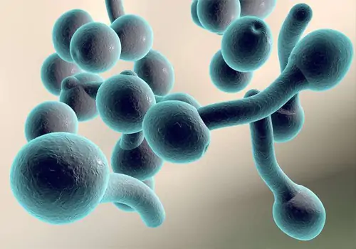Nấm Candida  tác nhân chính gây bệnh nấm tinh hoàn