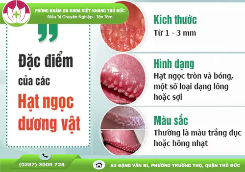 Việt Khang Thủ Đức