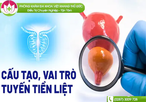 Tiền liệt tuyến là 1 phần trong hệ sinh dục nam quan trọng cần khám định kỳ