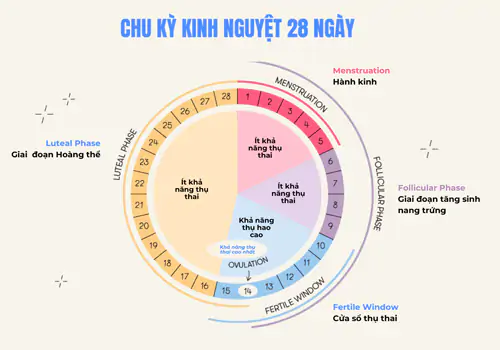 Kinh nguyệt là gì và chu kỳ kinh nguyệt